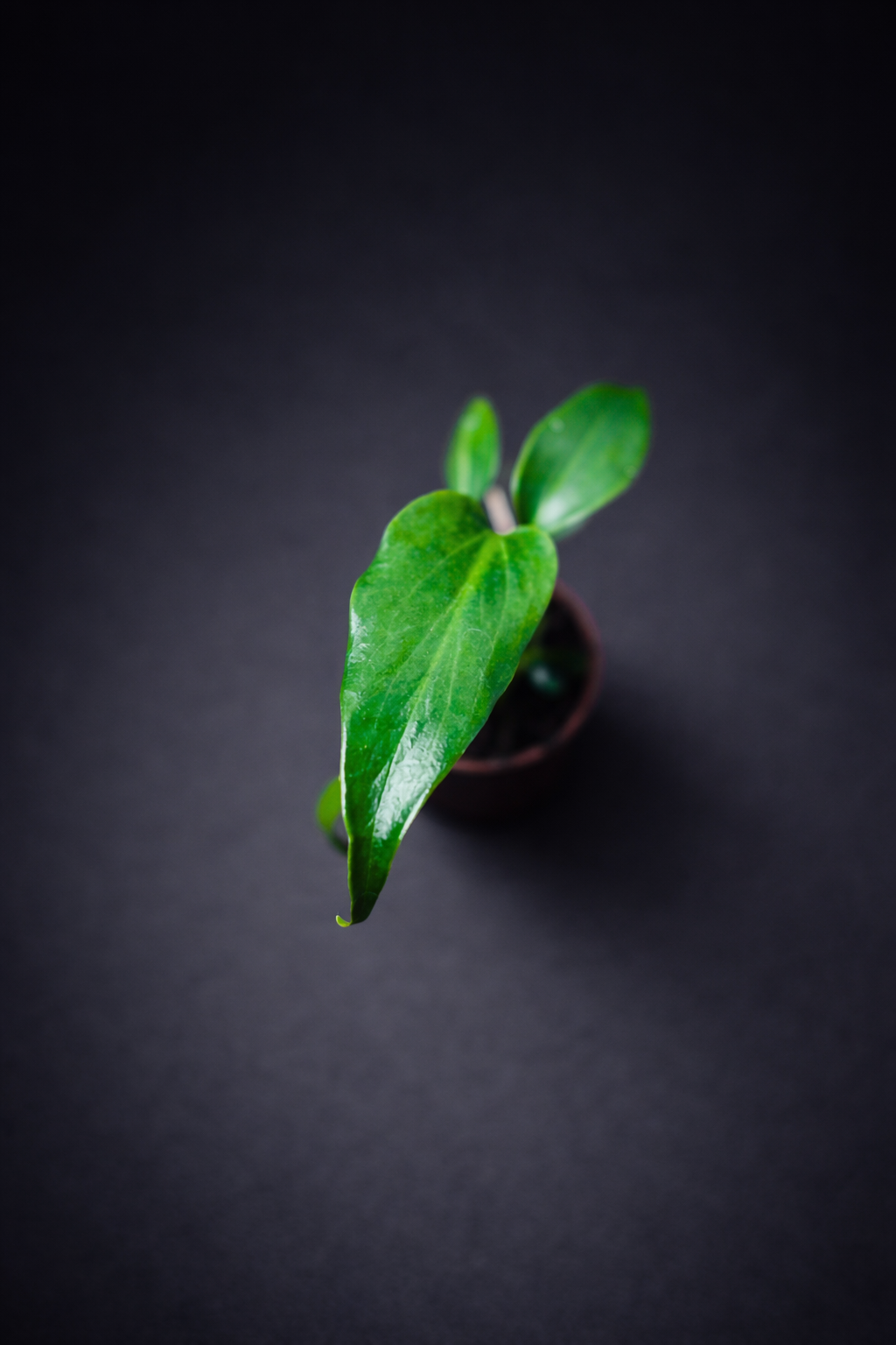 Monstera Burle Marx Flame