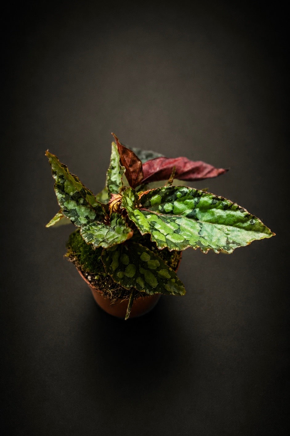 Begonia Lucifer