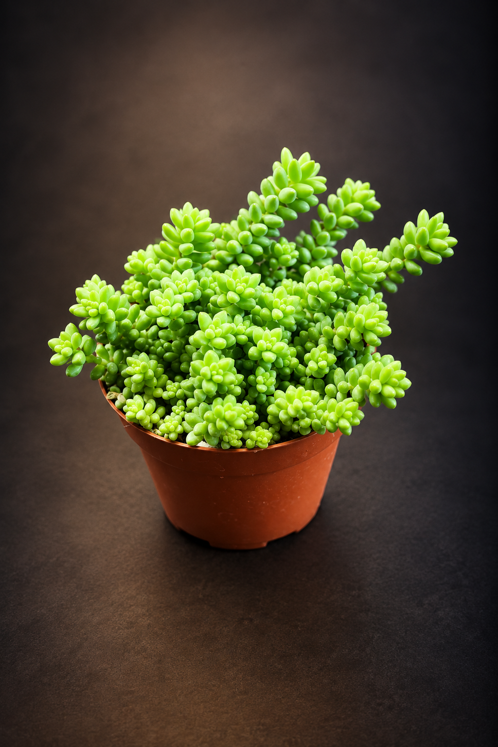 Sedum Burrito