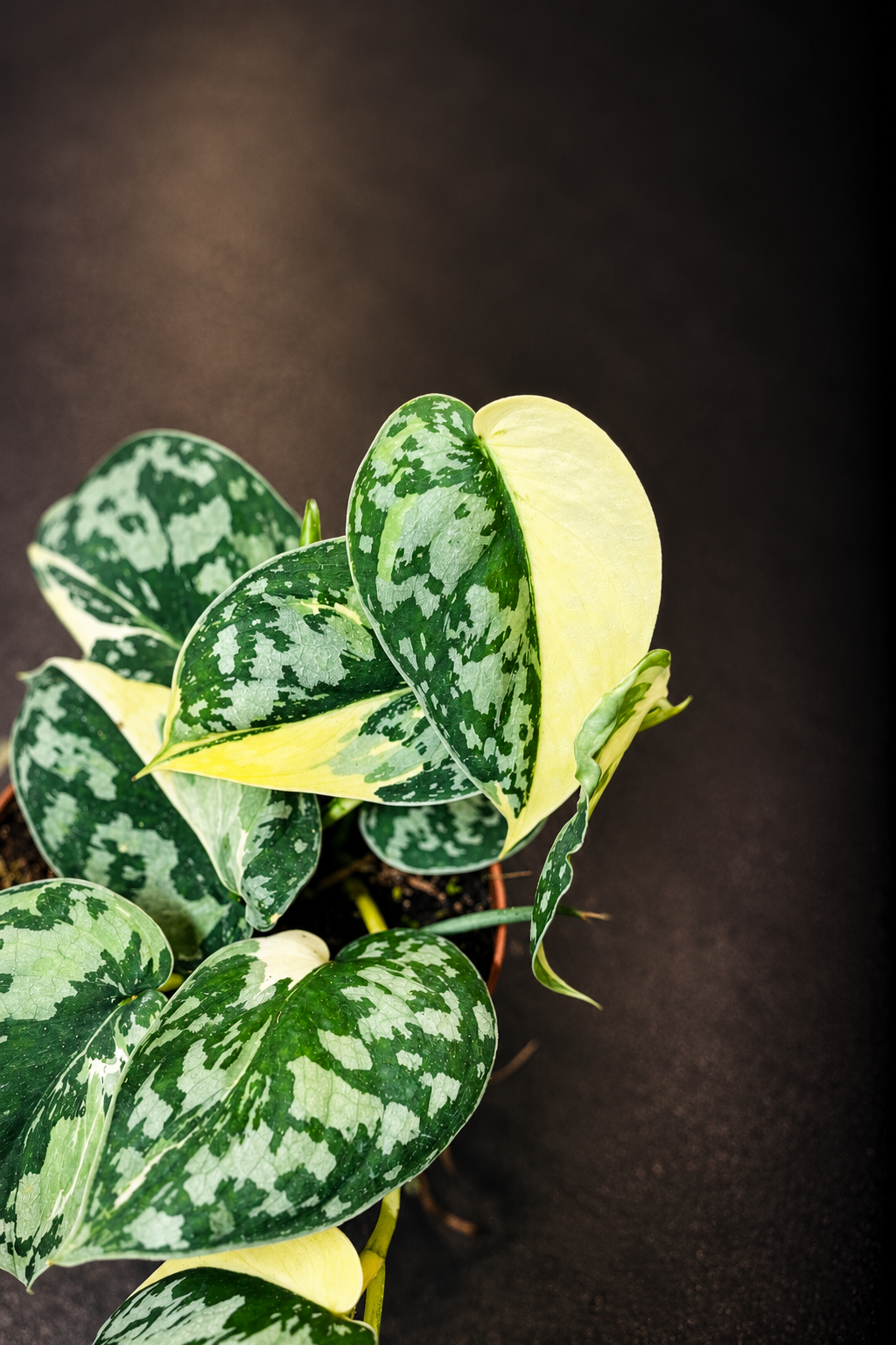 Scindapsus Mayari Variegata - 2