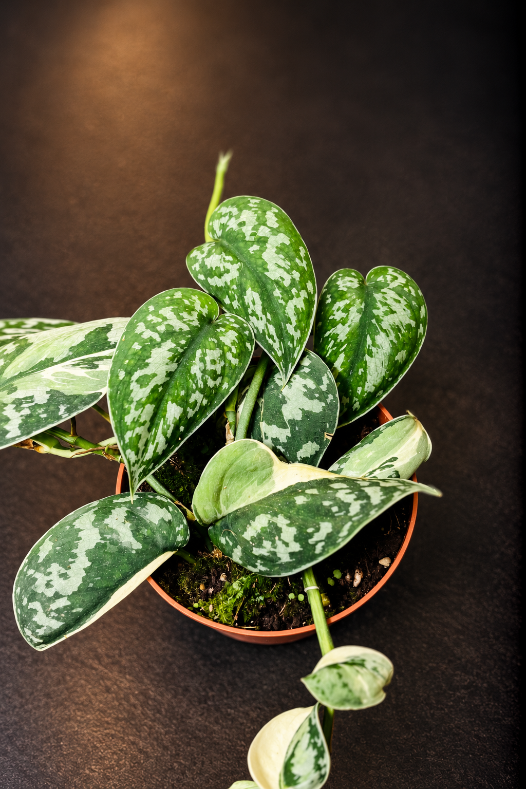 Scindapsus Mayari Variegata - 3