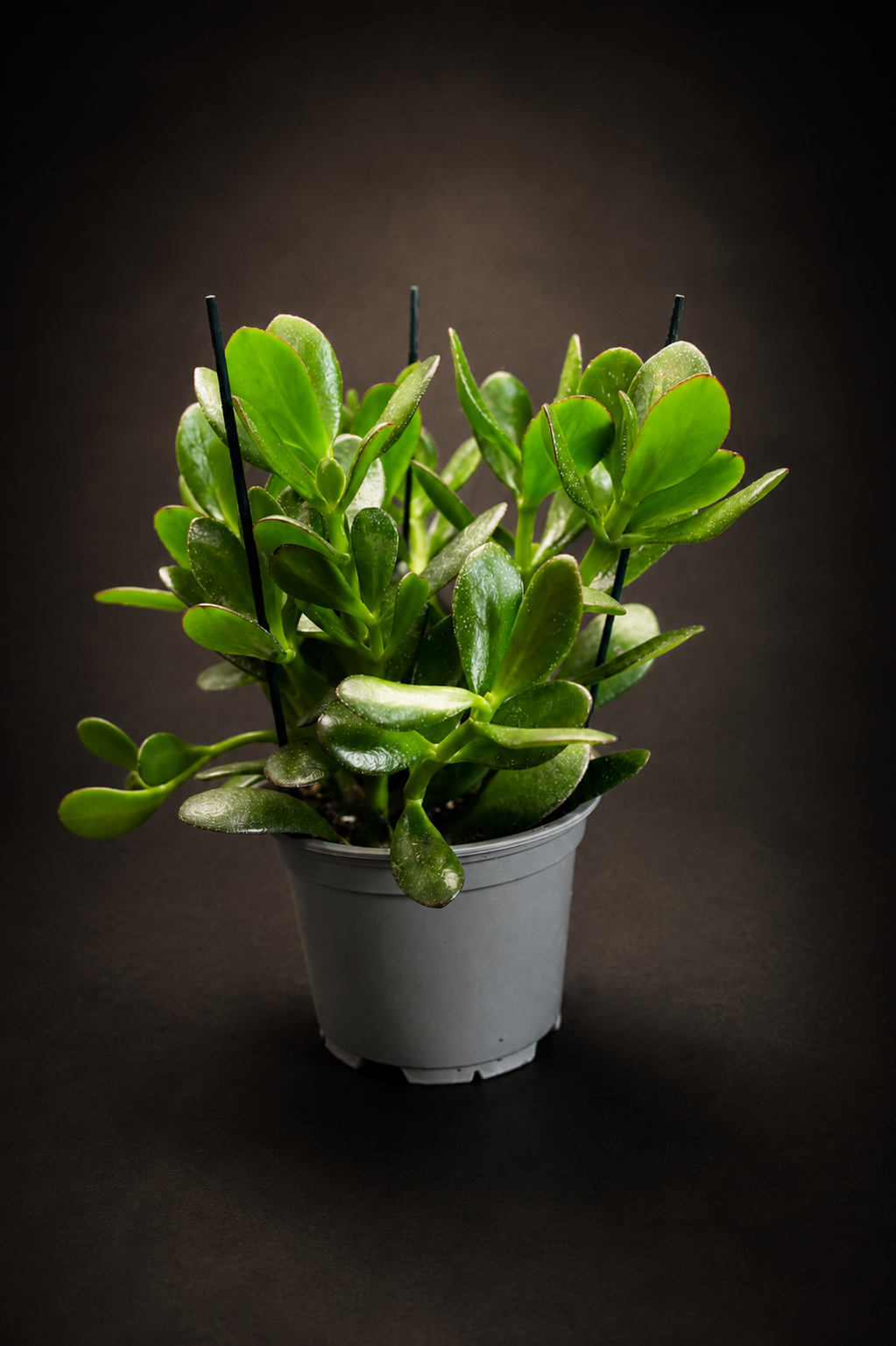 Crassula Ovata