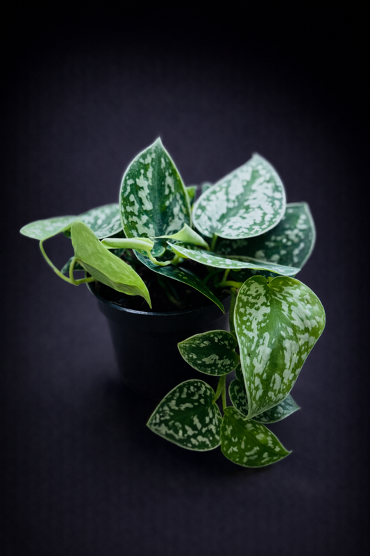 Scindapsus Pictus Argyraeus