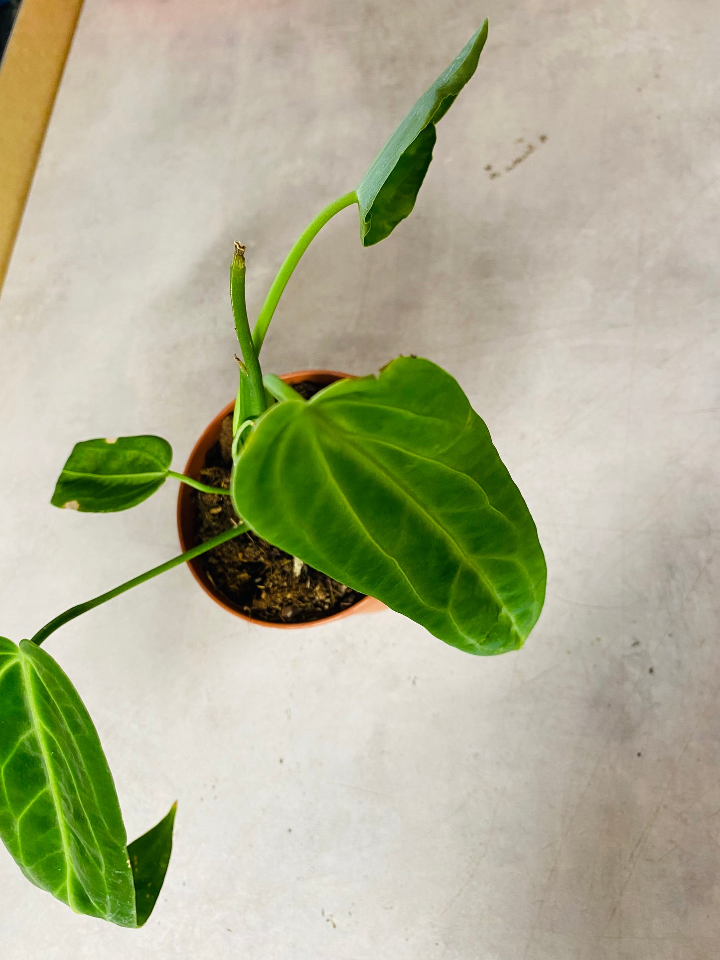 Anthurium Warocqueanum - 12 cm potte