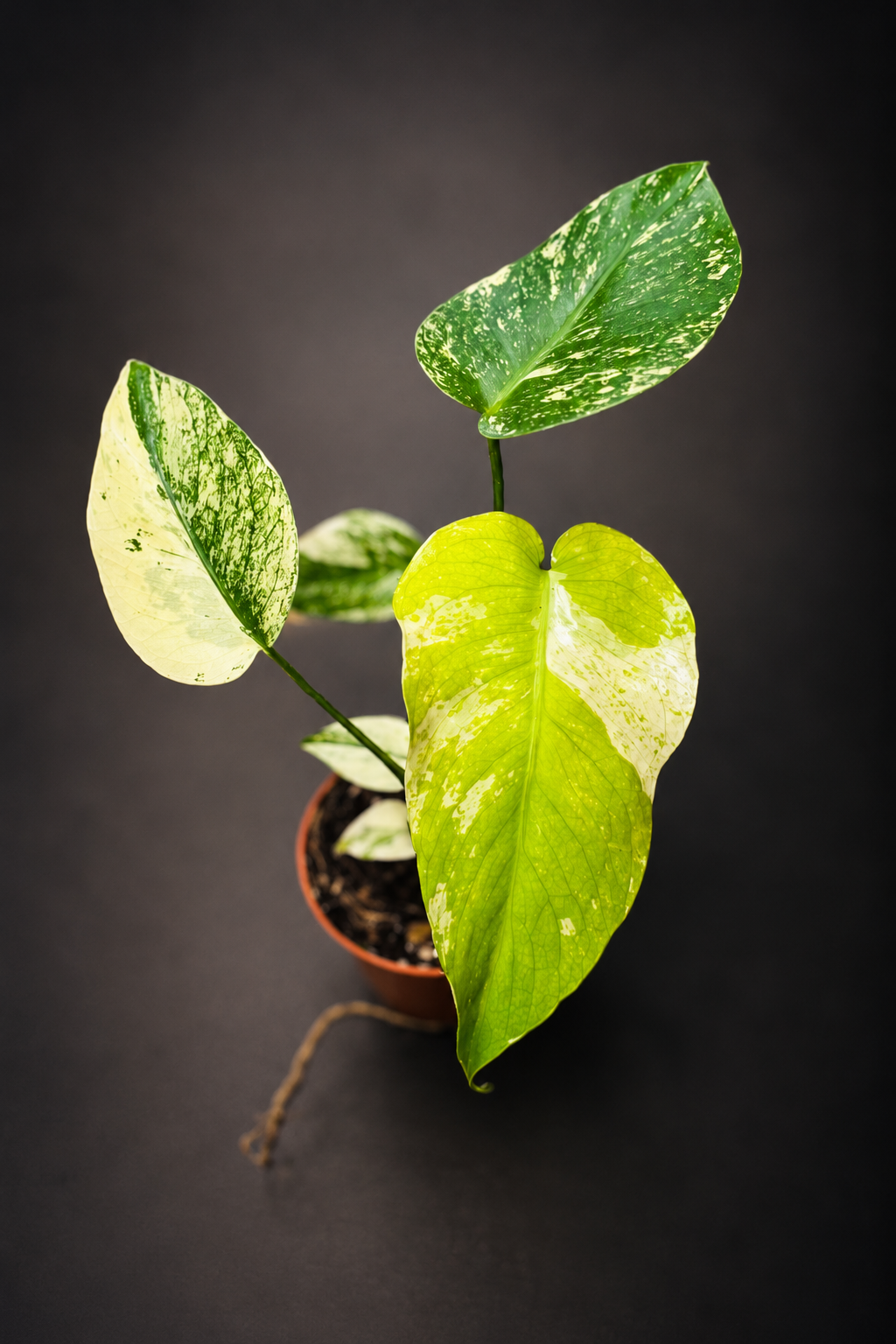 Monstera Mint