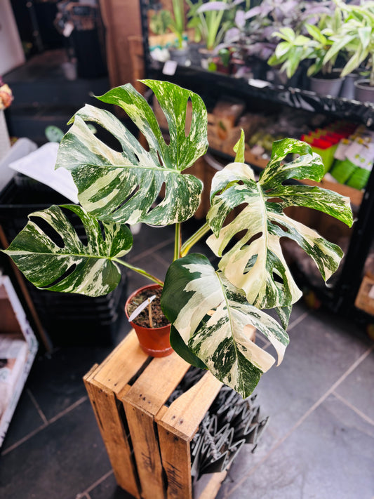Monstera Variegata - Mye - 3