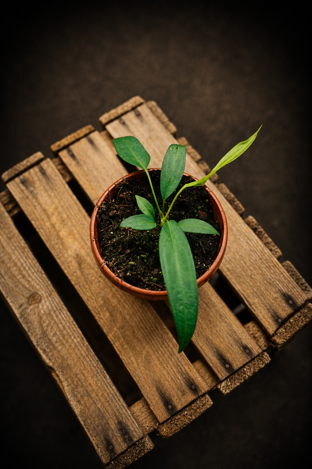 Anthurium Wendlingeri