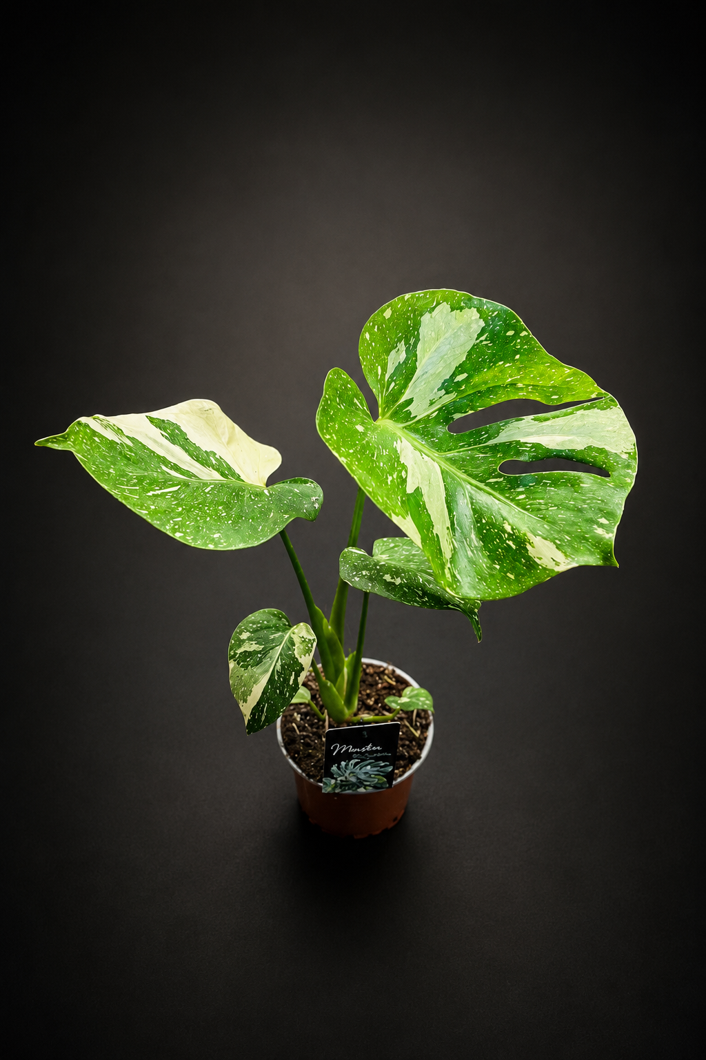 Monstera Thai Constellation - Liten