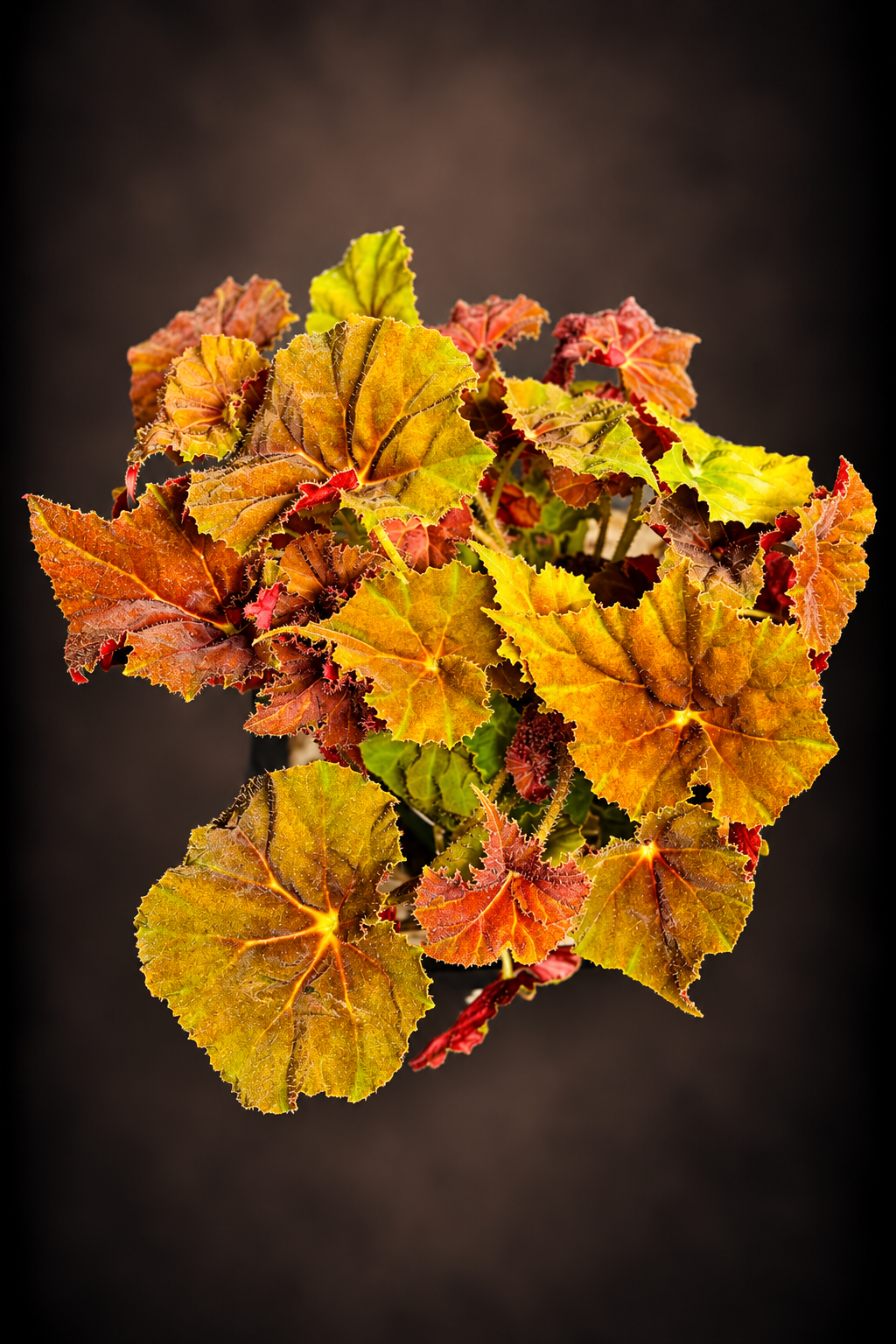 Begonia Autumn Ember