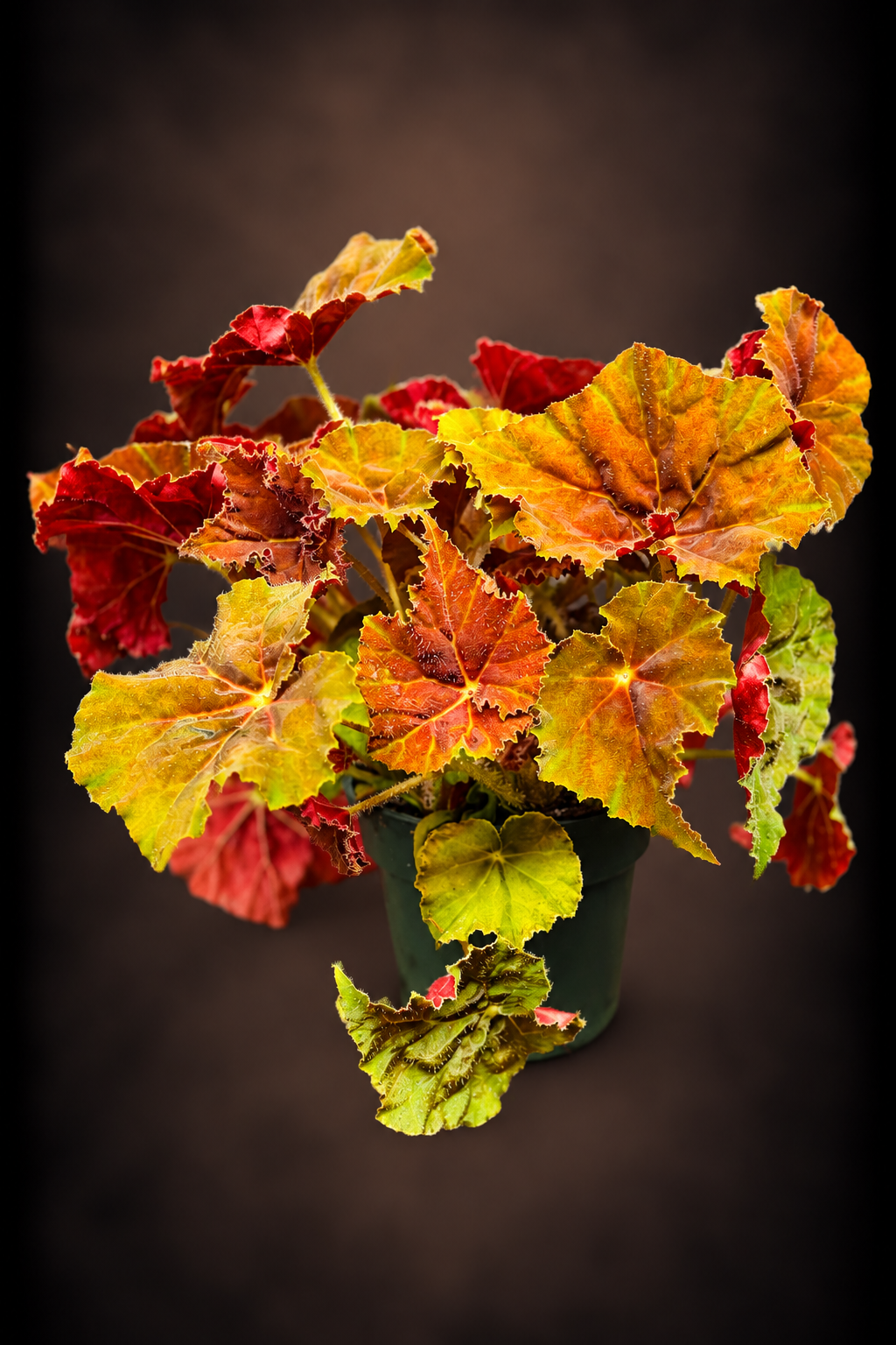 Begonia Autumn Ember