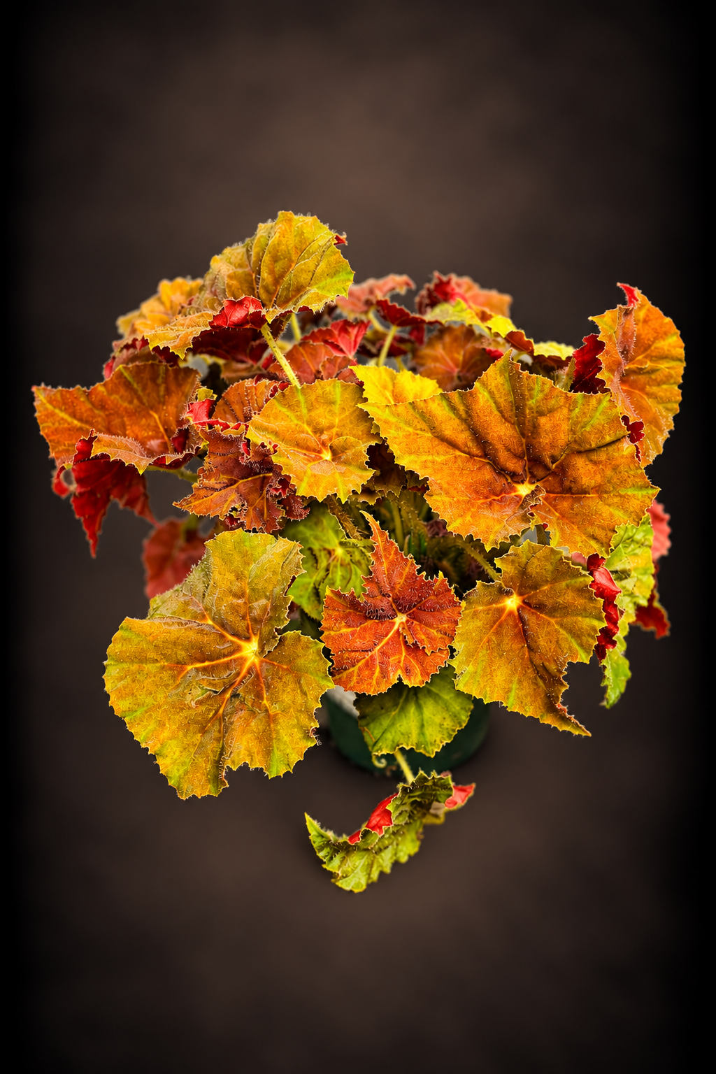 Begonia Autumn Ember