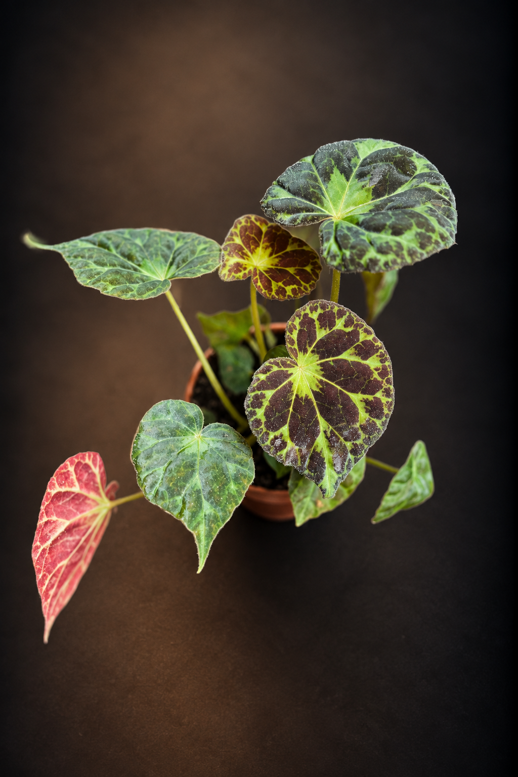 Begonia Barsalouxiae