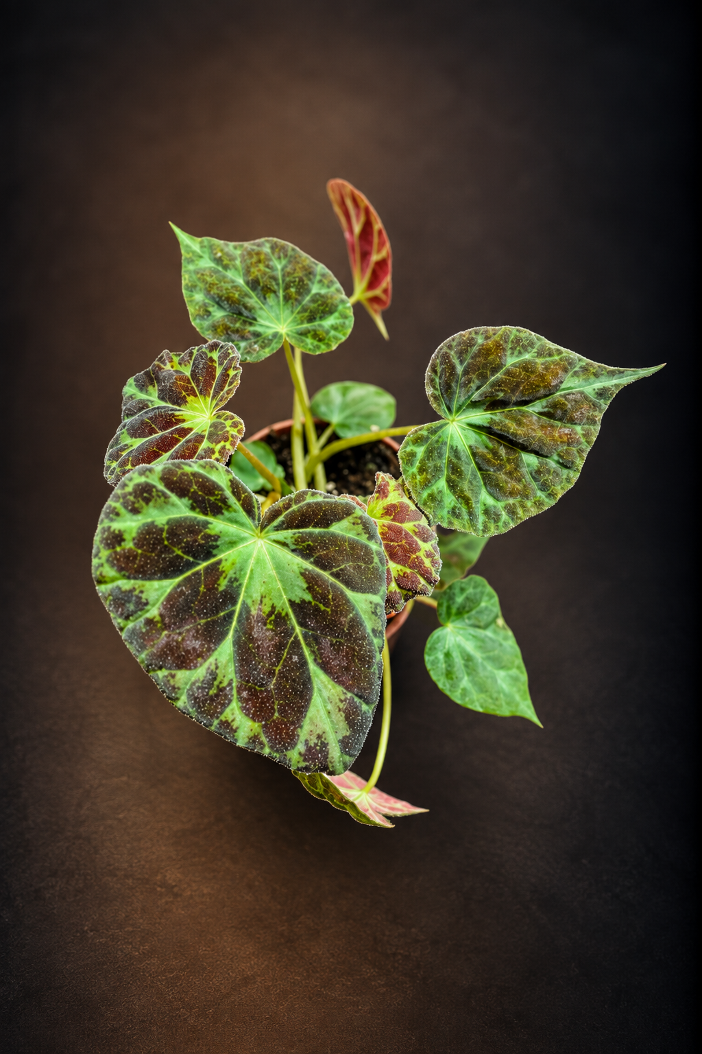 Begonia Barsalouxiae