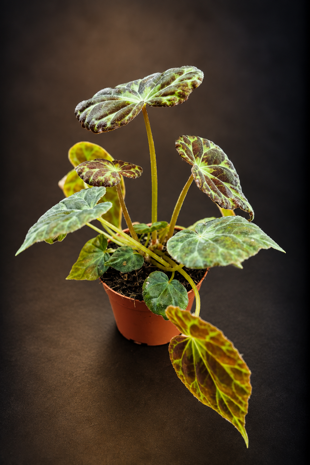 Begonia Barsalouxiae