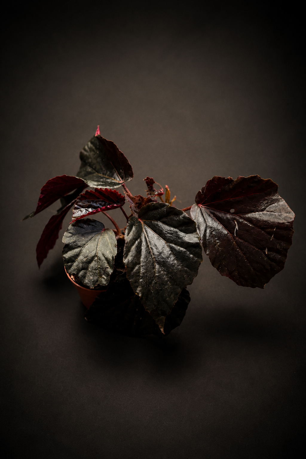 Begonia Black Bat