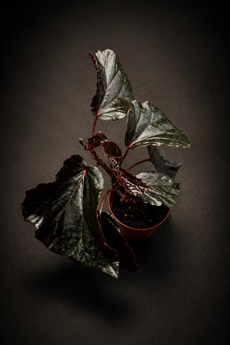 Begonia Black Bat