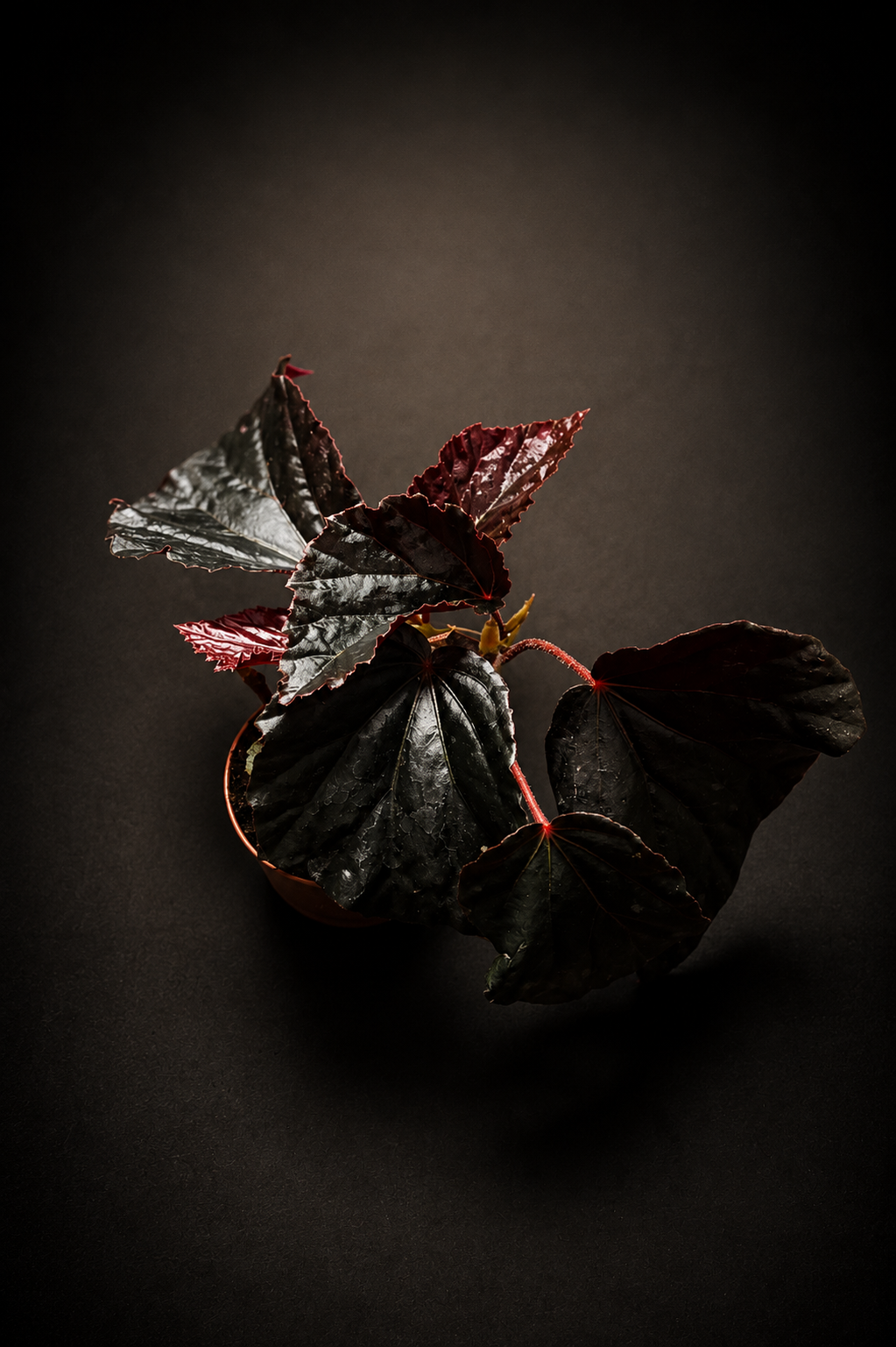 Begonia Black Bat