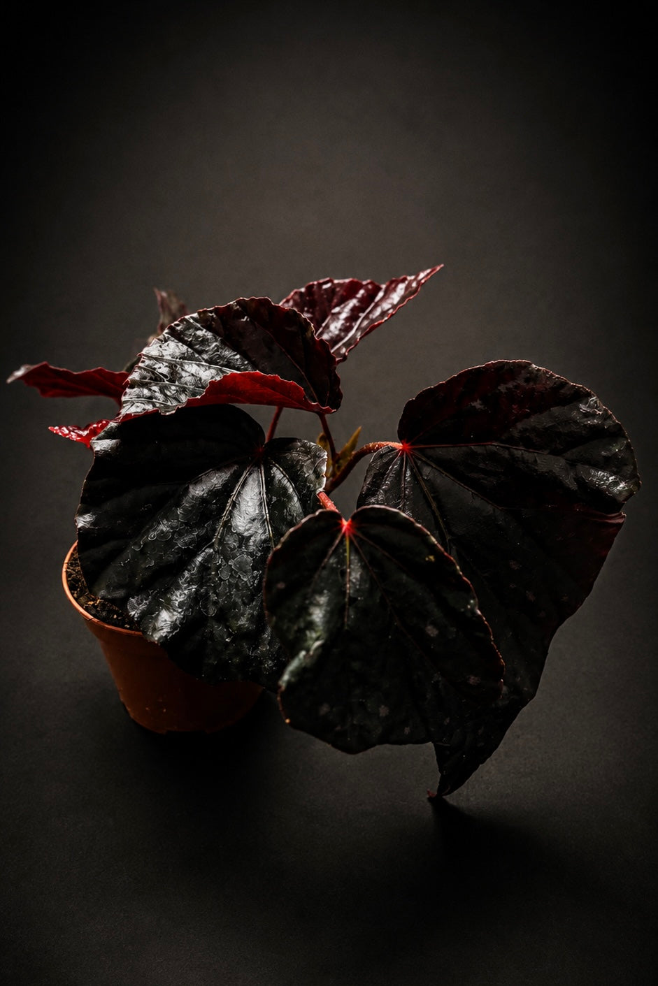 Begonia Black Bat