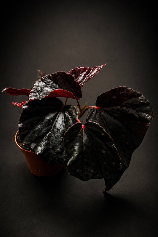 Begonia Black Bat