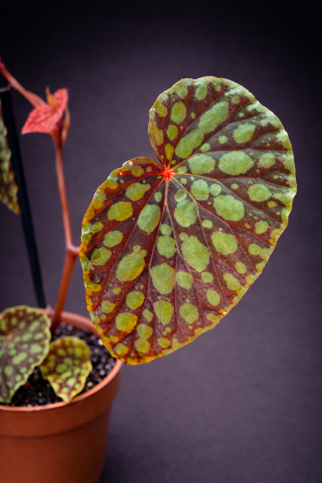 Begonia Chlorosticta