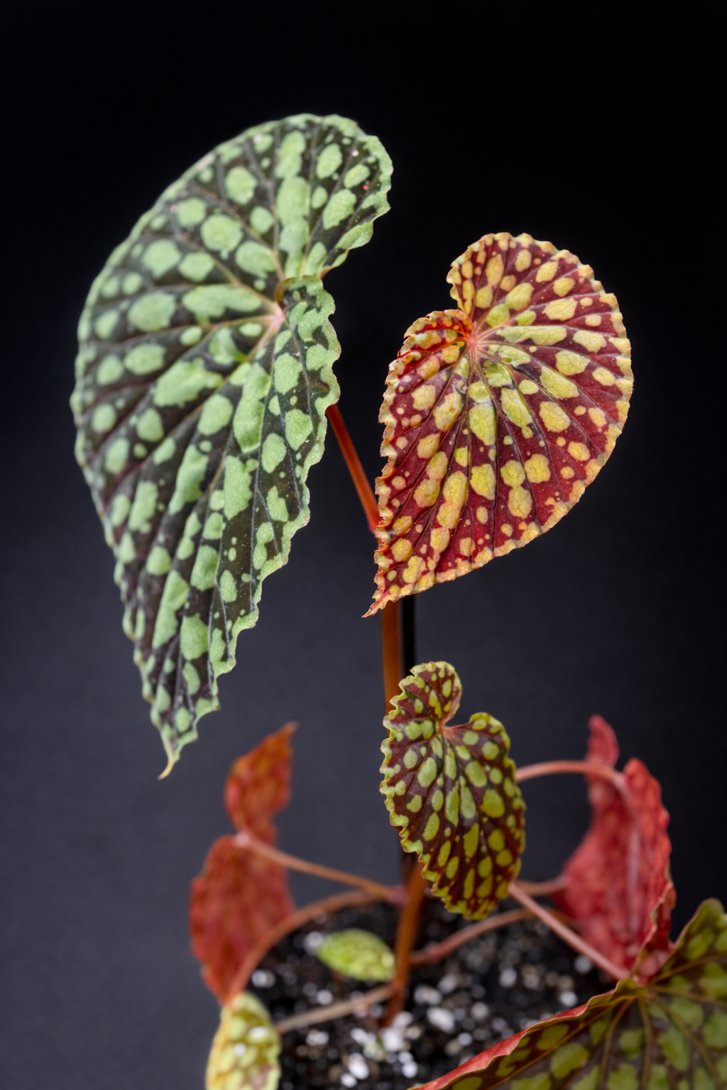 Begonia Chlorosticta