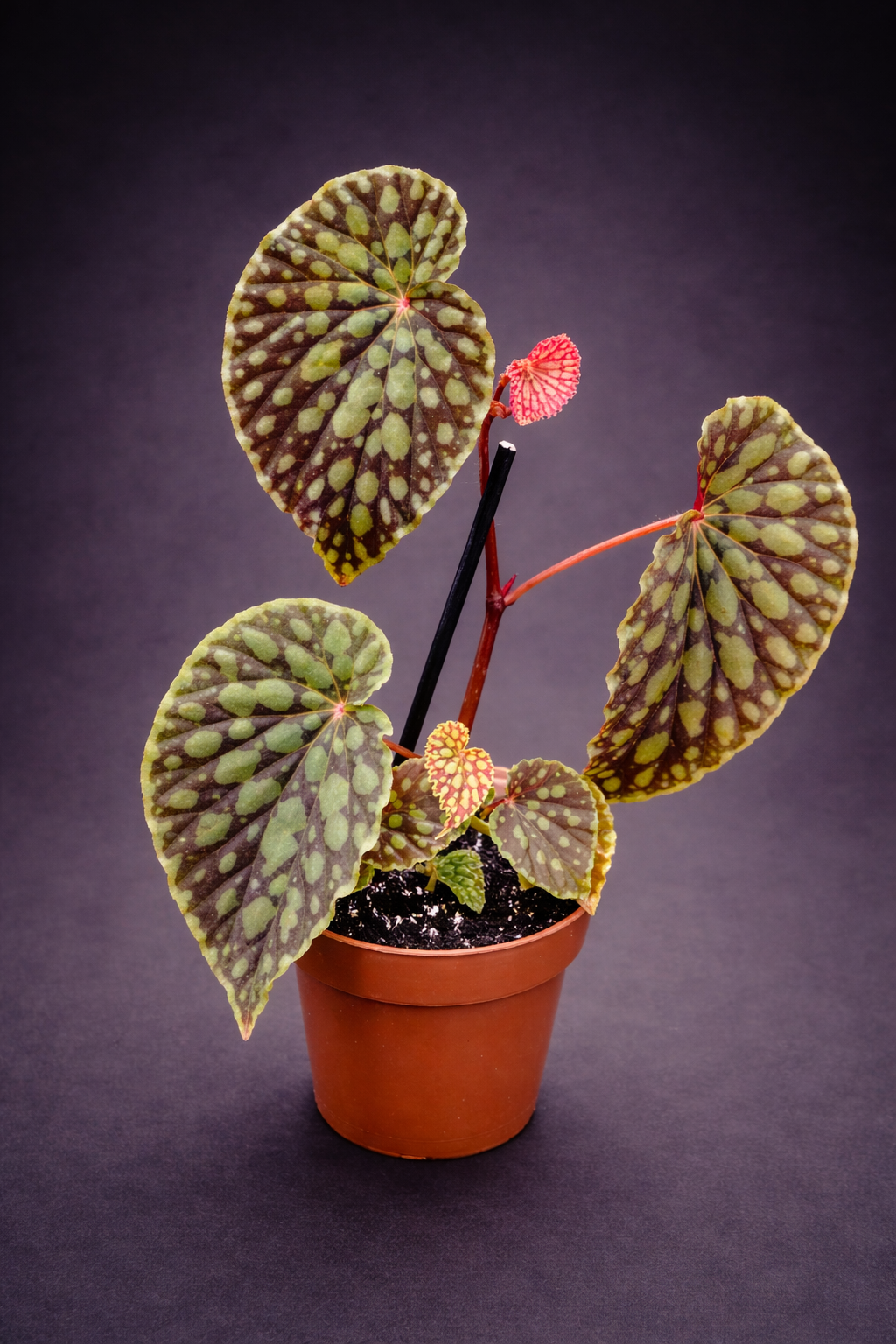 Begonia Chlorosticta