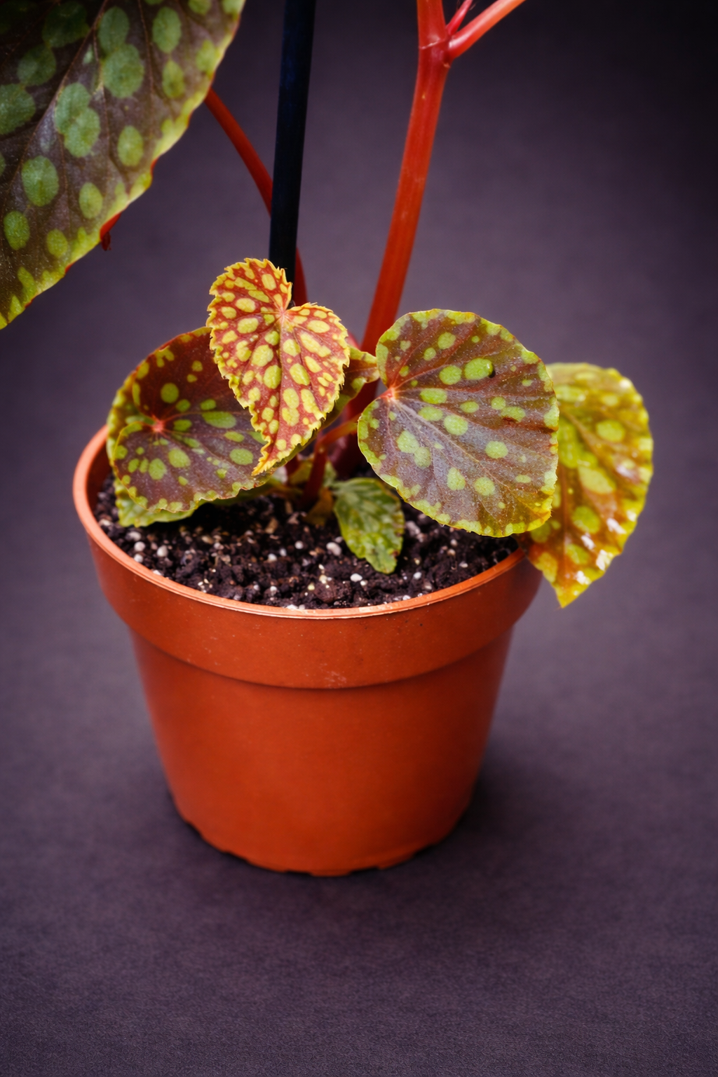 Begonia Chlorosticta