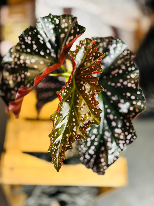 Begonia Cracklin Rosie