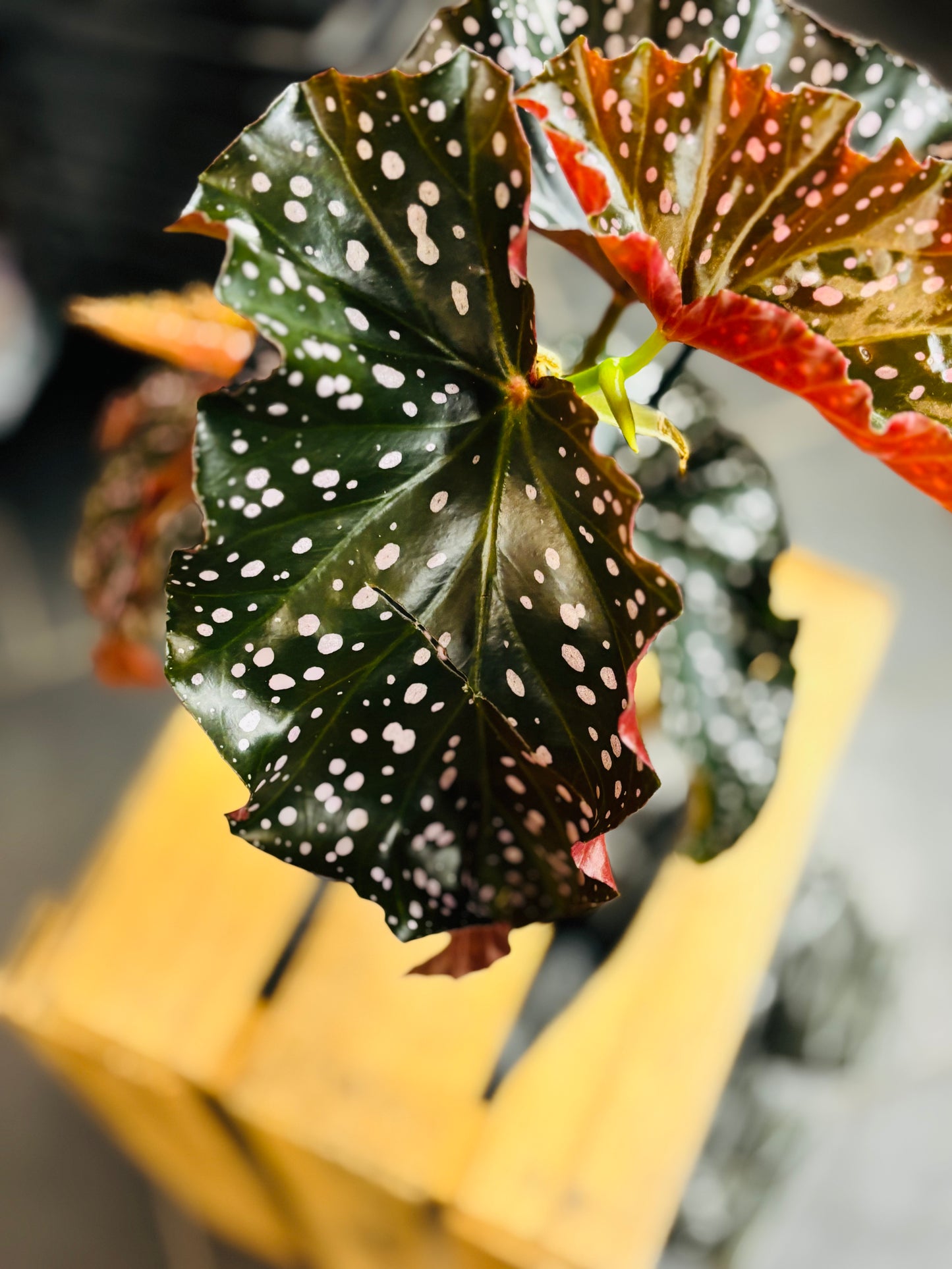 Begonia Cracklin Rosie