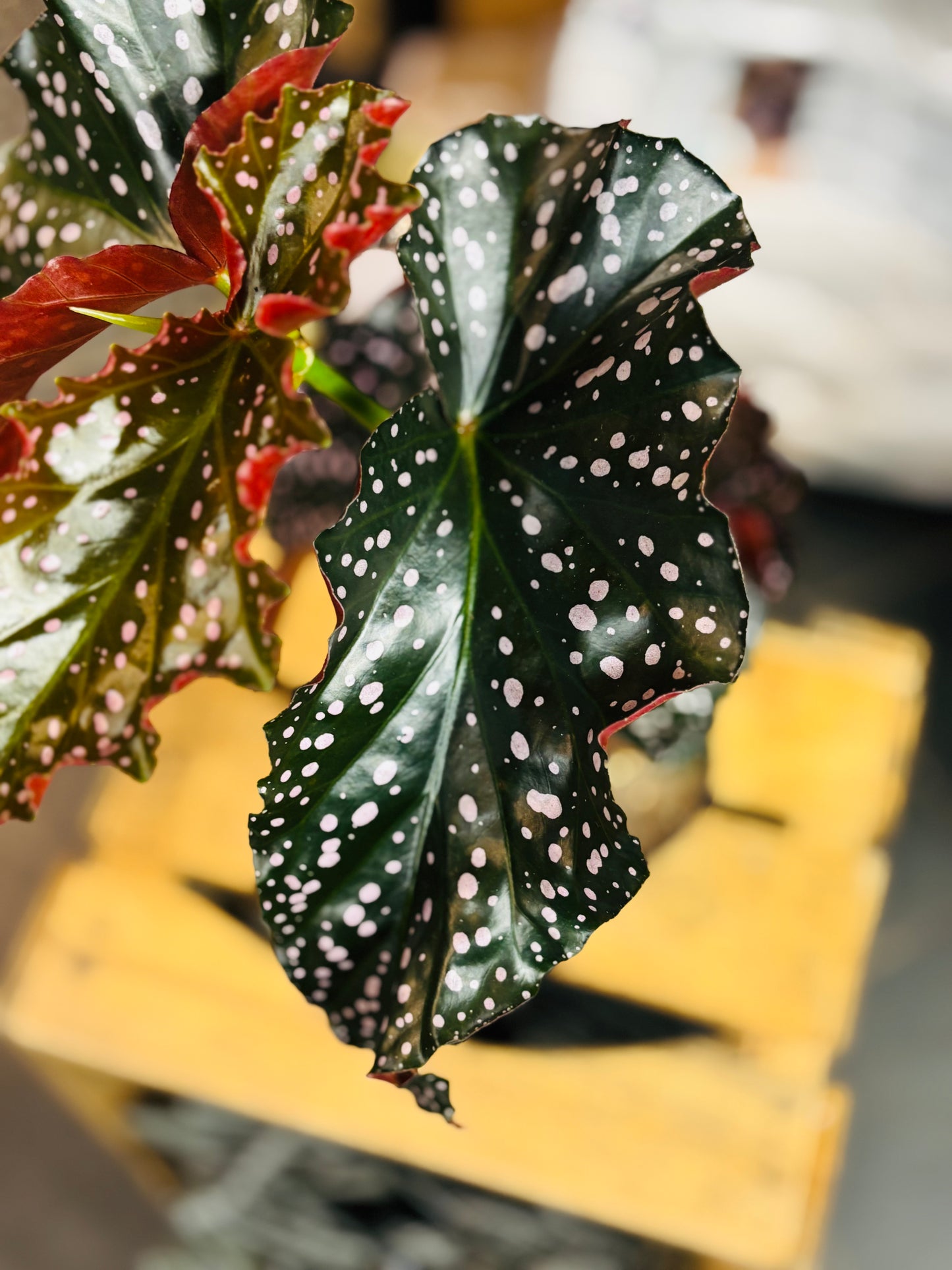 Begonia Cracklin Rosie