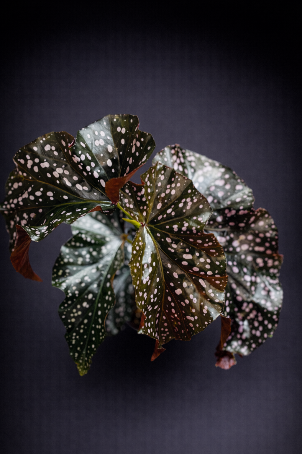 Begonia Cracklin Rosie