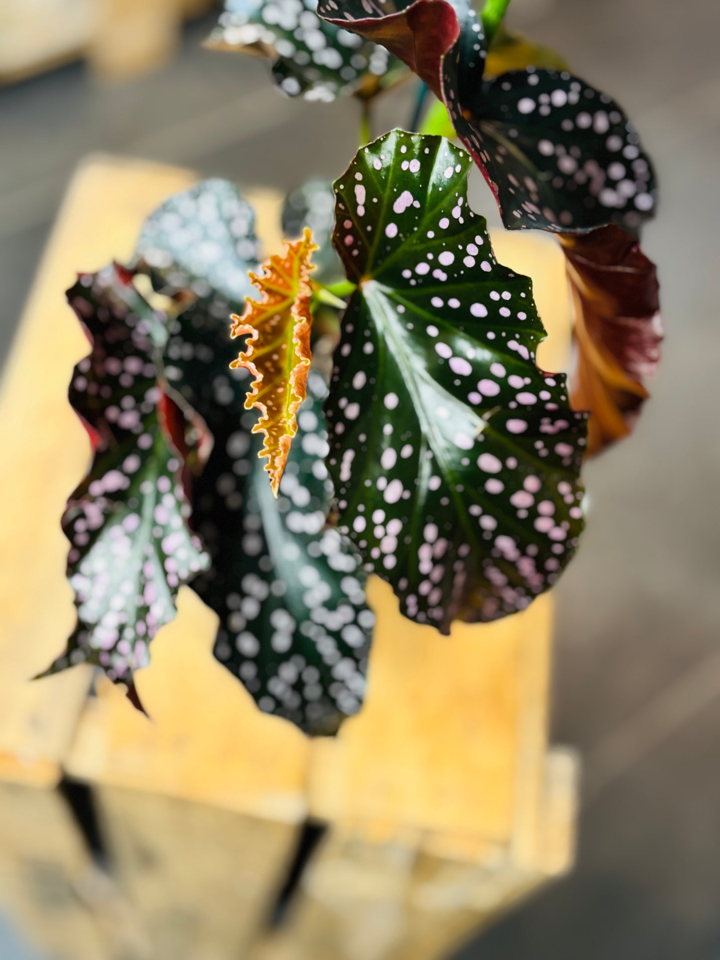 Begonia Cracklin Rosie