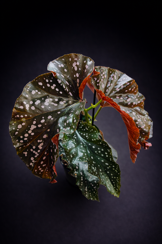 Begonia Cracklin Rosie