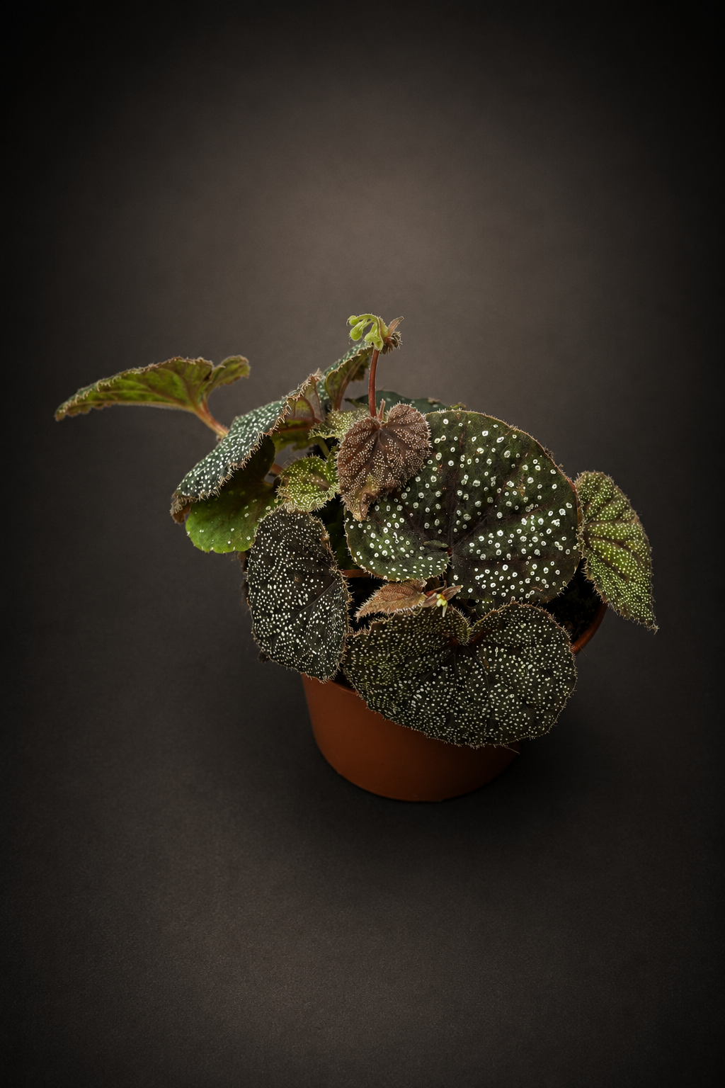 Begonia Curtisii Galaxy