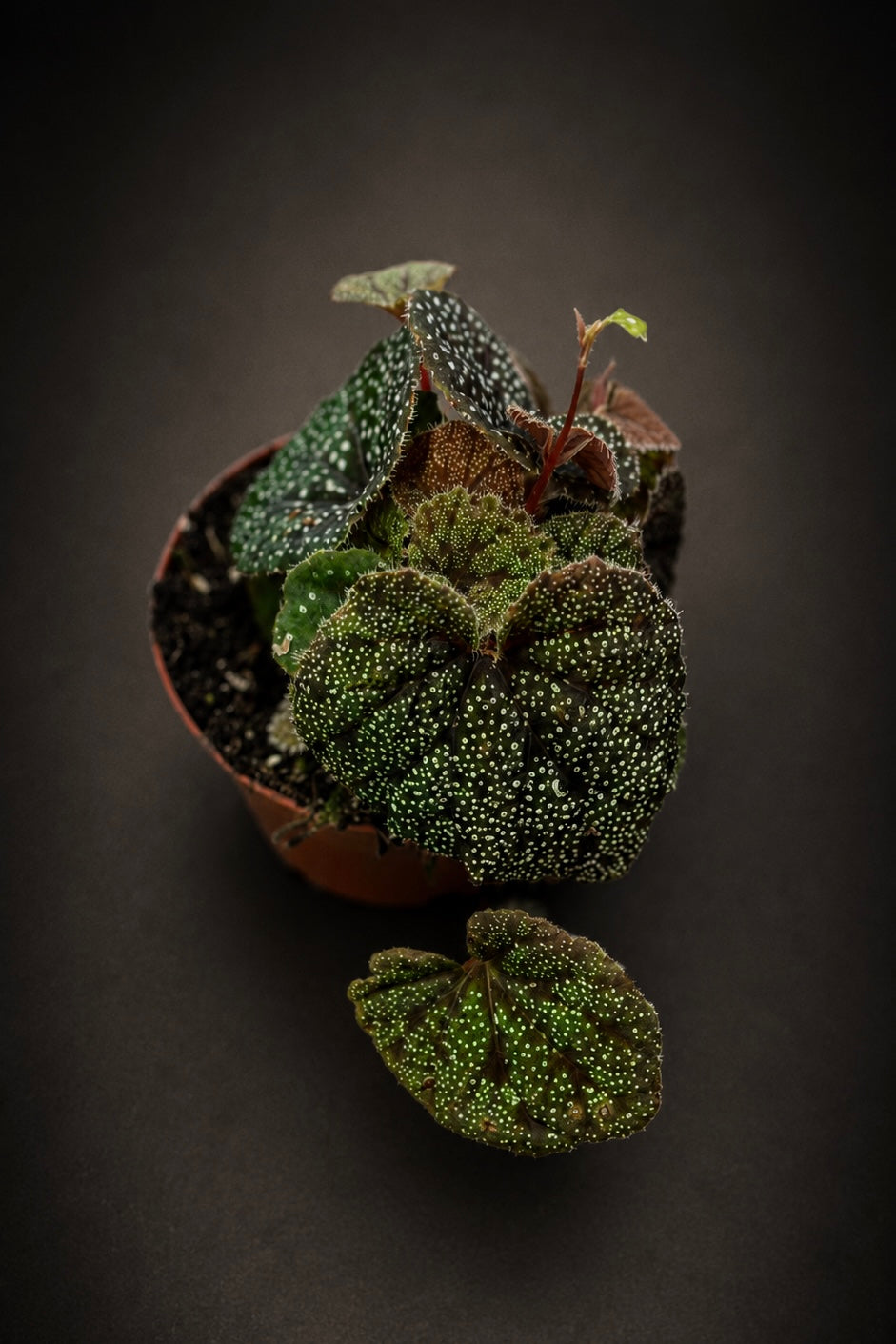 Begonia Curtisii Galaxy