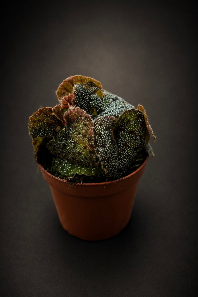 Begonia Curtisii Galaxy