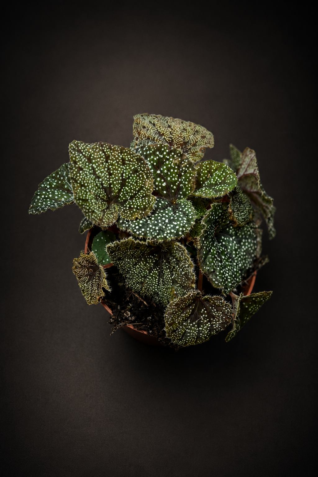 Begonia Curtisii Galaxy