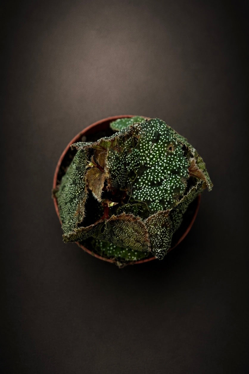 Begonia Curtisii Galaxy