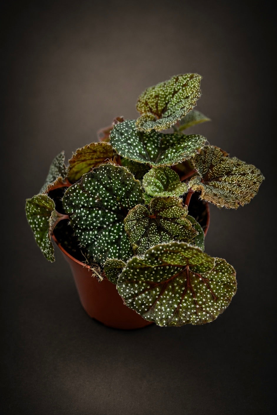 Begonia Curtisii Galaxy