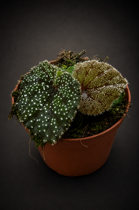 Begonia Curtisii Galaxy