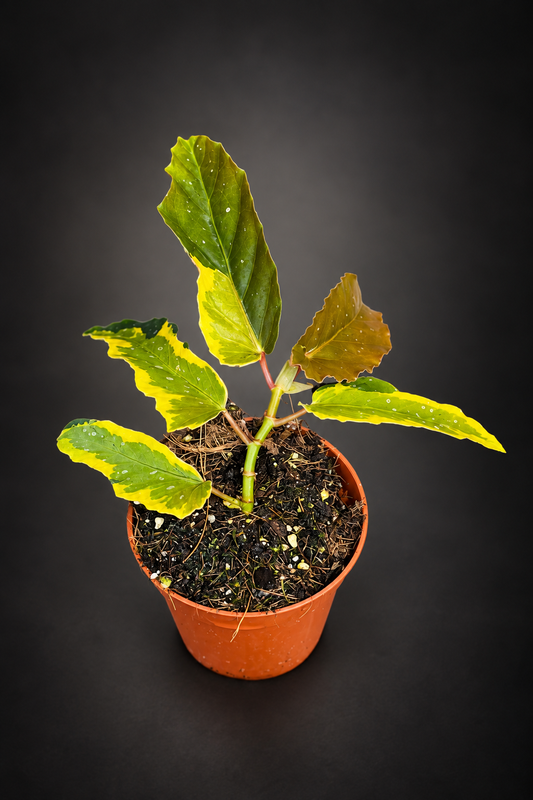 Begonia Dainty Spray Variegata