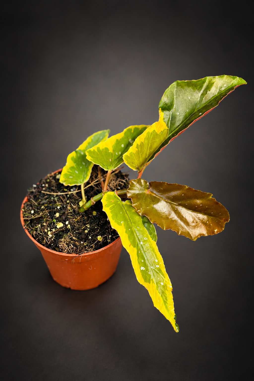 Begonia Dainty Spray Variegata