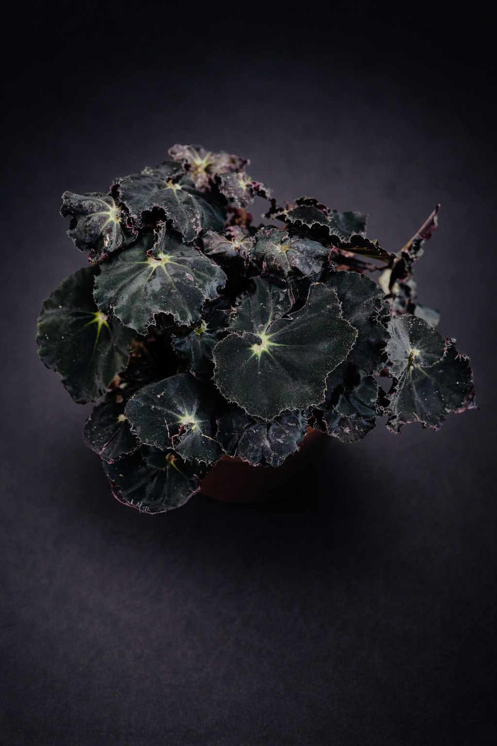 Begonia Dark Mambo