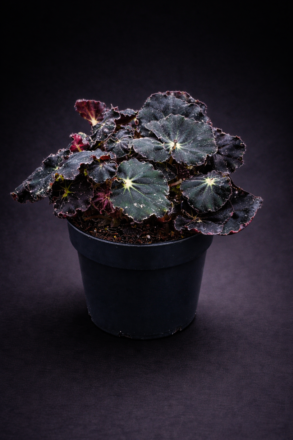 Begonia Dark Mambo