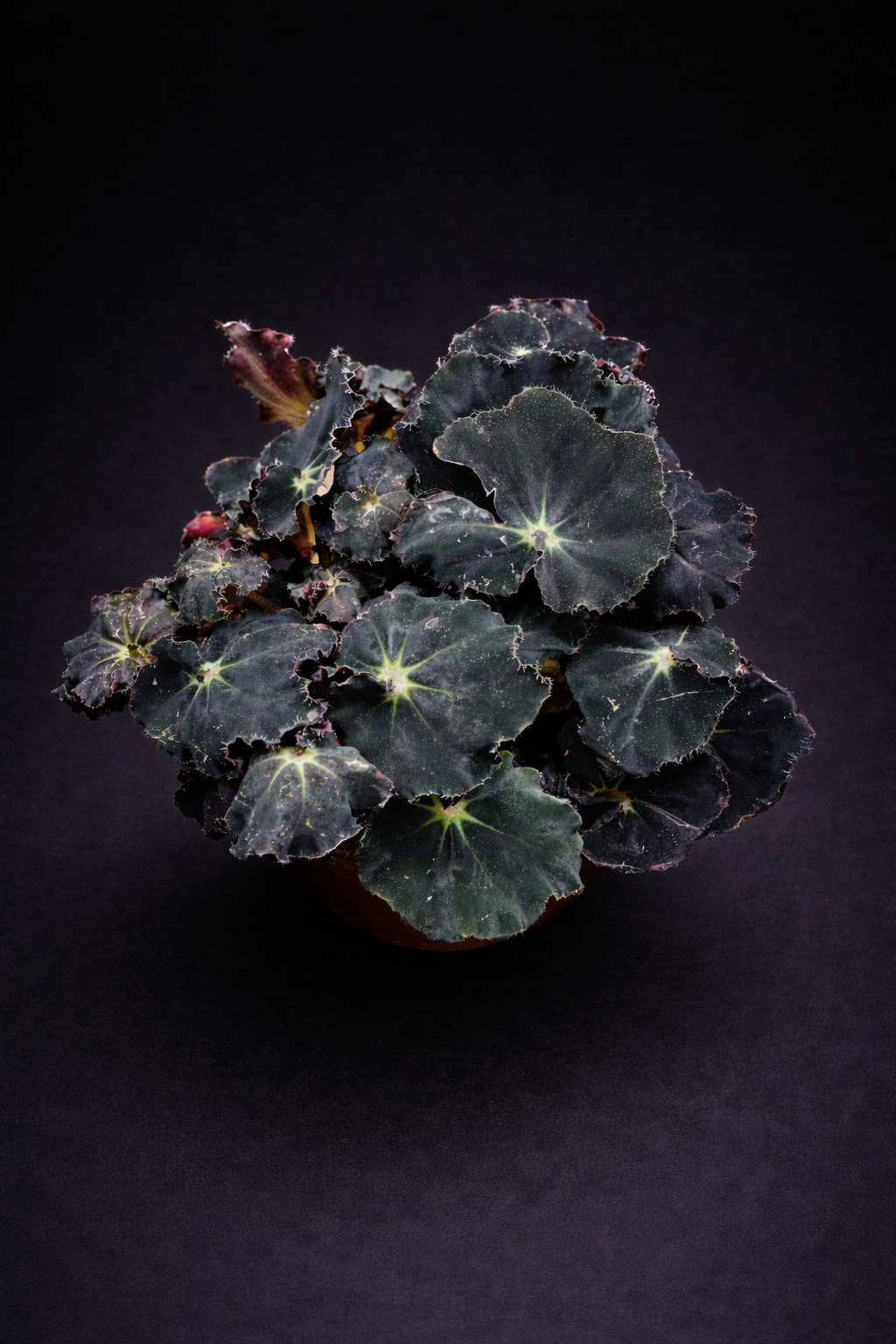 Begonia Dark Mambo