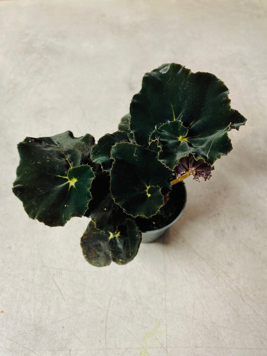 Begonia Dark Mambo - 5 cm potte