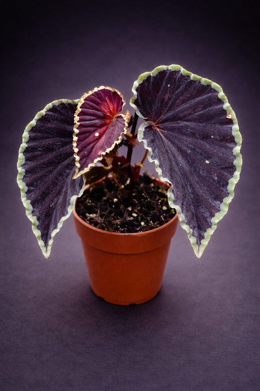 Begonia Darthvaderiana