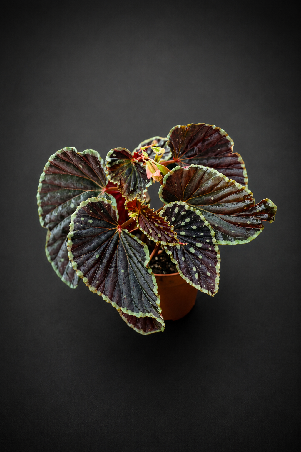 Begonia Darthvaderiana