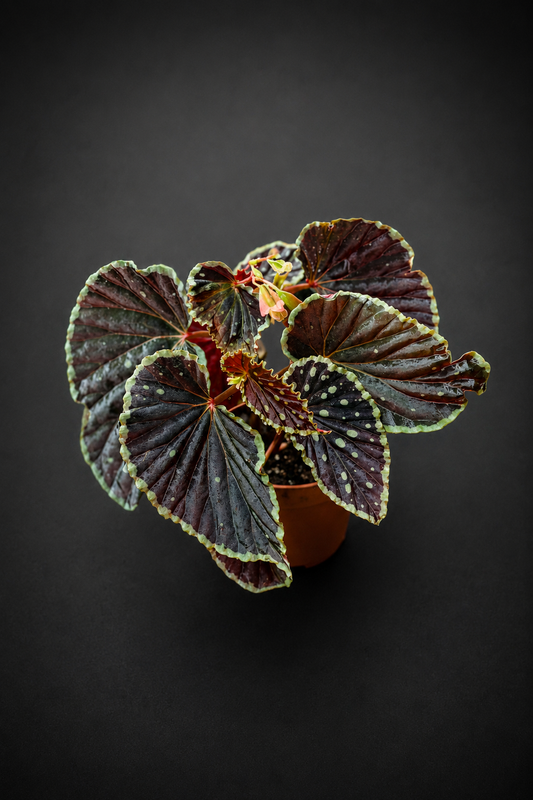 Begonia Darthvaderiana