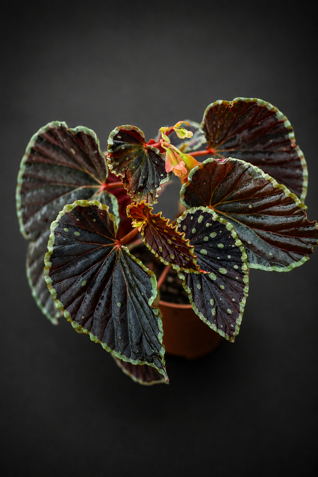 Begonia Darthvaderiana